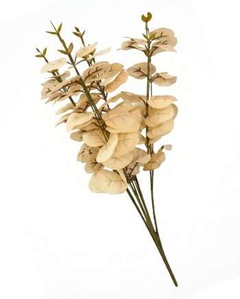 Dried eucalyptus stems with beige rounded leaves arranged along green-brown stalks in a bouquet view